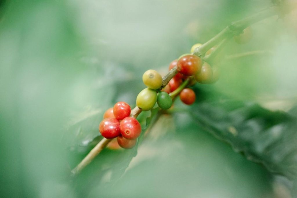 A close-up of a plant with coffee beans