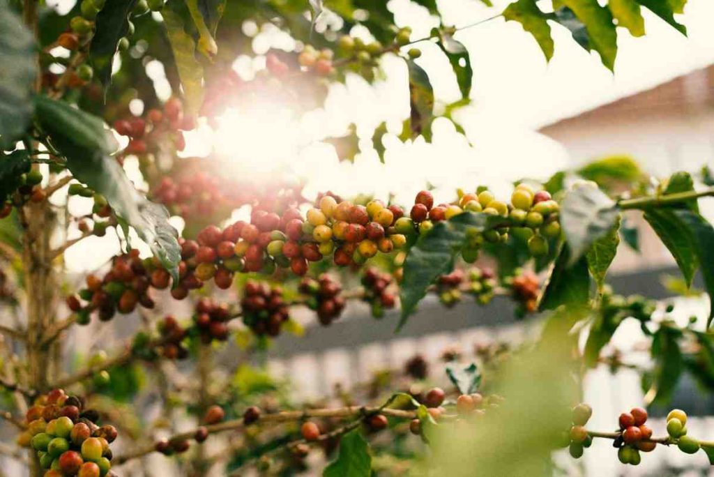 a leafy tree full of coffee beans
