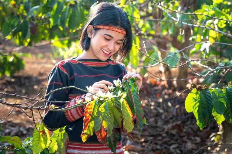 A person standing by a coffee bean tree