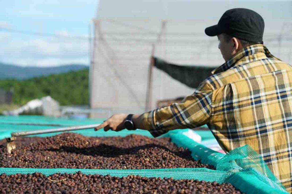 A person working on coffee farm